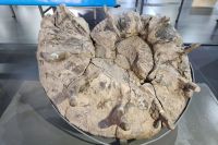 El tesoro espinado del mar prehistórico: Amonites con espinas de hasta 12cm